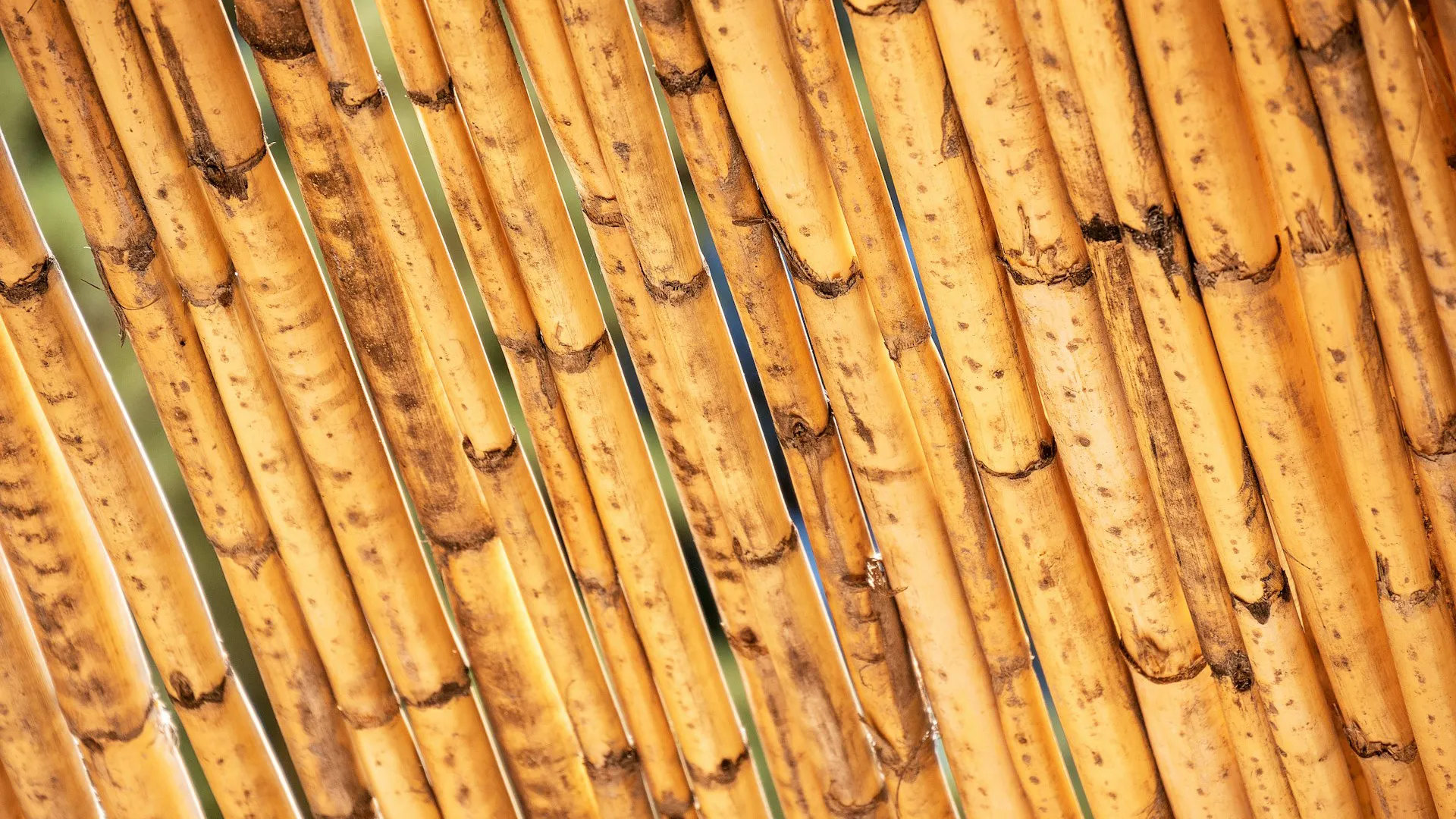 Bamboo pergola idea for shade.